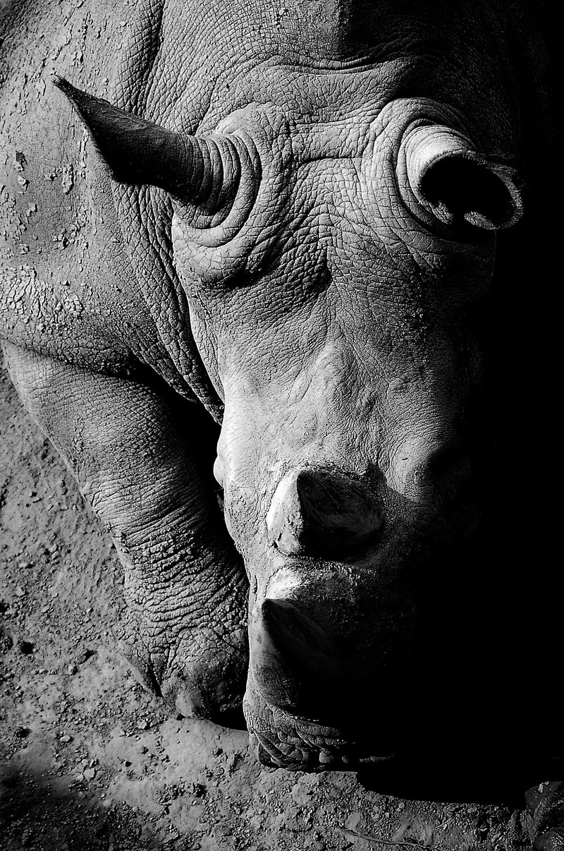 africa, statue, art and craft, rhino, wildlife, animal themes, no people, animal representation, domestic animals, representation, vertebrate, animal wildlife