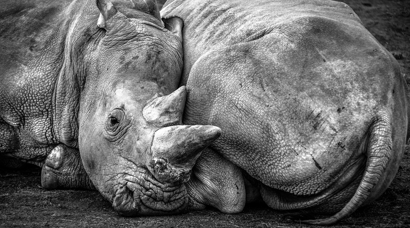togetherness, day, rhinoceros, horn, two animals, pachyderm, animal family, sleeping, vertebrate, mammal, close-up, animal, domestic animals, animal themes