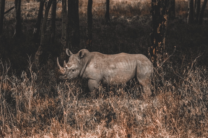 endangered, herbivorous, land, rhinoceros, one animal, day, mammal, vertebrate, animal wildlife, savannah, grass, field, safari, wildlife, kenya, plant