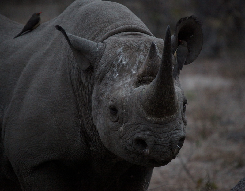 animal nose, animal wildlife, profile view, animal body part, focus on foreground, m, no people, horn, field, rhino, day, portrait, rhinoceros, wrinkled