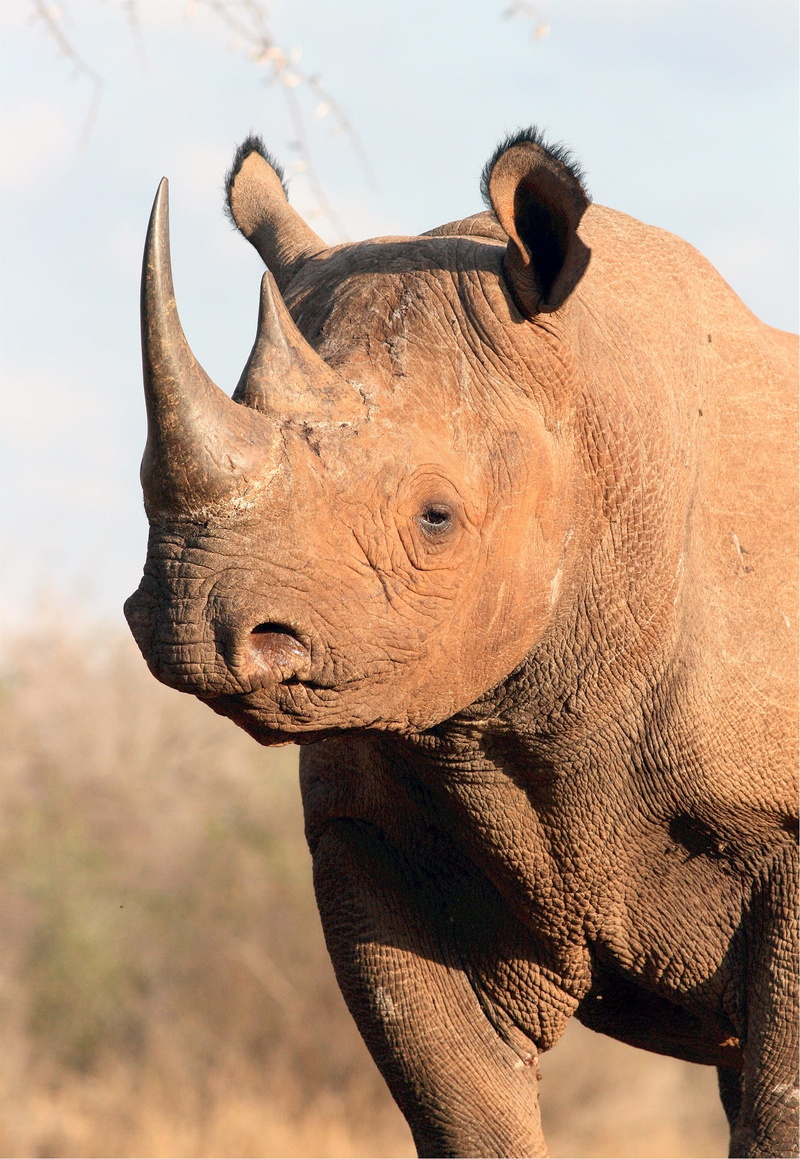 selective, horn, head, white Rhinoceros, strong, savannah, no people, focus on foreground, 1080P, safari Animals, rhinoceros, tusk, herbivorous, domestic animals