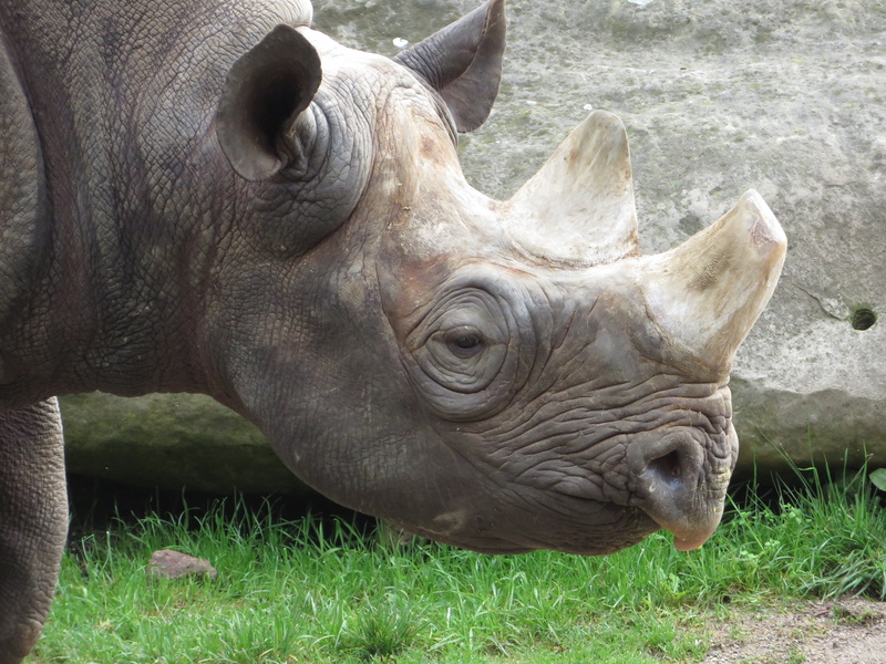 no people, rhinoceros, animal world, dangerous, animal themes, animal head, endangered, field, huge, day, outdoors, rhino, grazing, herbivores, wild, black