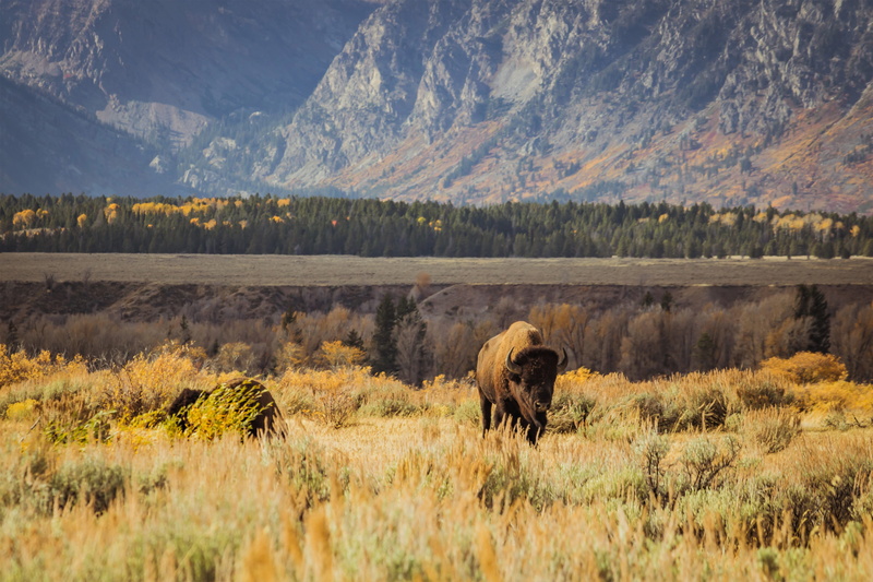 tourism, no People, beauty In Nature, animal, woodland, forest, mountain, park - Man Made Space, nature, outdoors, national Park, landscape, bovine, daytime
