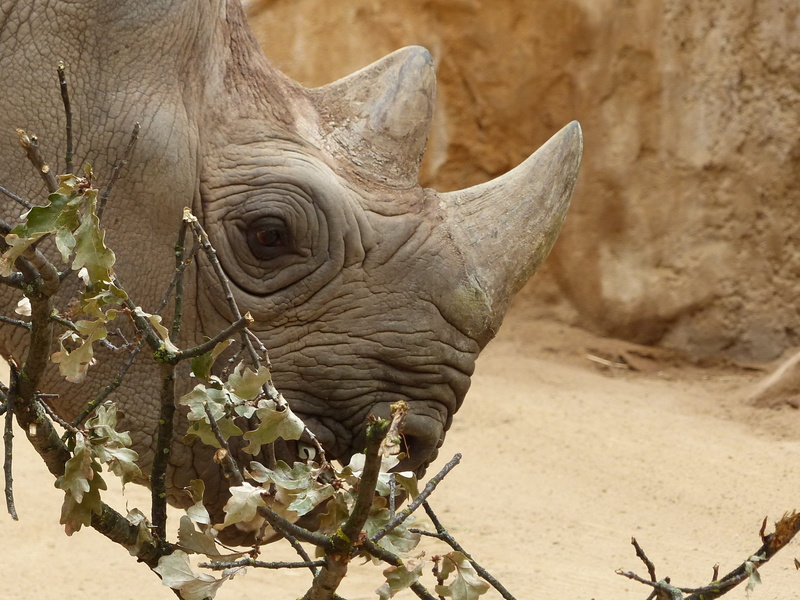 day, zoo, africa, no people, rhino, horned, animal wildlife, outdoors, animal, black rhino, animals in the wild, nature, 2K, plant, profile view, animal body part