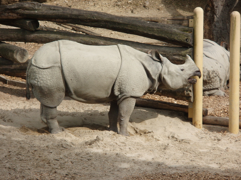 animal wildlife, vertebrate, outdoors, livestock, animals in captivity, domestic animals, rhino, one animal, pets, barrier, day, 2K, rhinoceros, Zoo, herbivorous