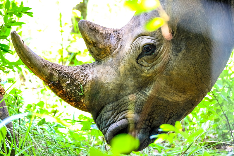 wild, one animal, animal themes, horn, no people, vertebrate, animal head, summer, animal photography, 5K, tree, green color, tropical, horned, mammal