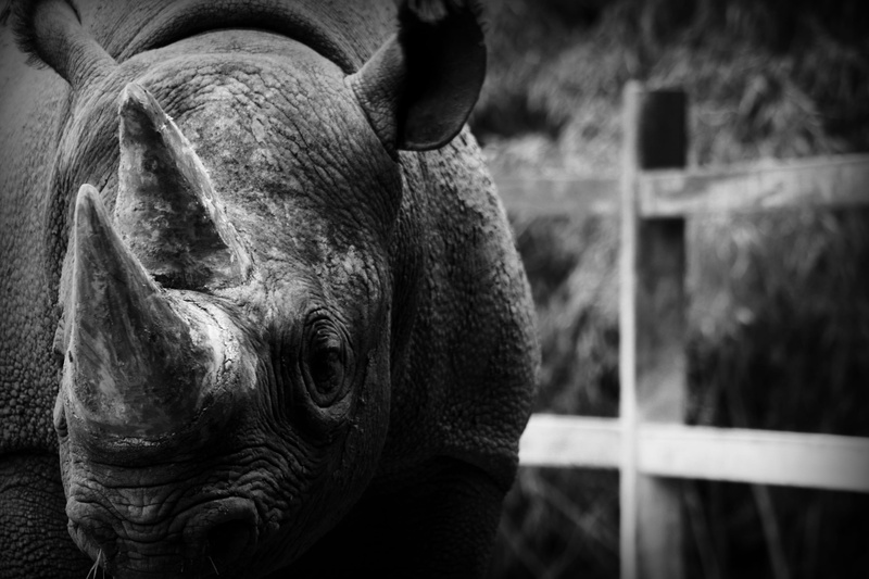 minimalistic, horns, strong, one animal, portrait, animal wildlife, vertebrate, textured skin, rhino, animal, mammal, looking at camera, day, livestock