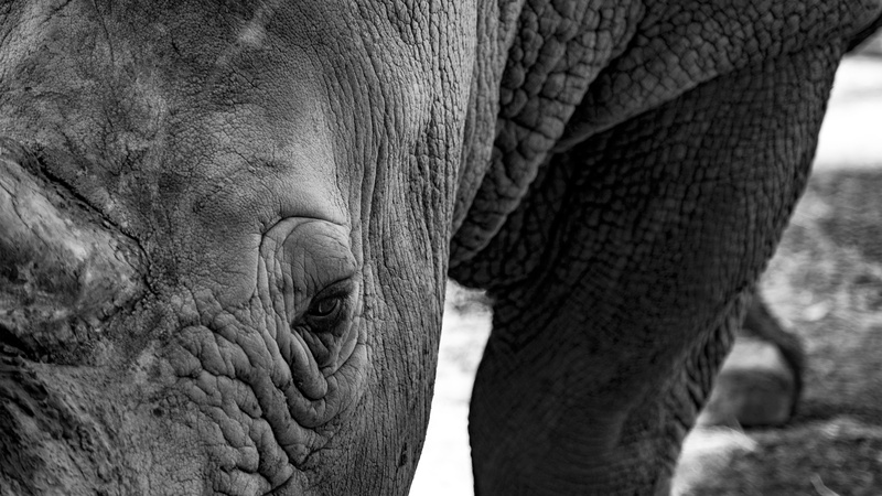 mammal, new zealand, african elephant, eye, day, herbivorous, blur, orana wildlife park, tecture, new, black, animal head, wrinkled, animal trunk, safari
