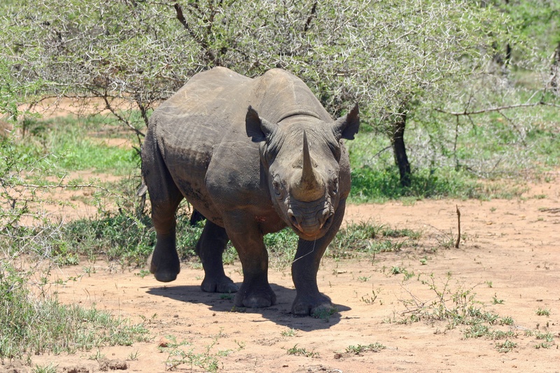 horned, african elephant, photography, endangered, mammal, elephant, africa, full length, animal wildlife, dangerous, animals In The Wild, herbivorous