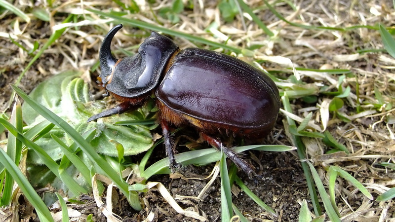day, animals, invertebrate, grass, animal wildlife, beetle, black-brown, animal, high angle view, focus on foreground, green color, insect, no people, growth