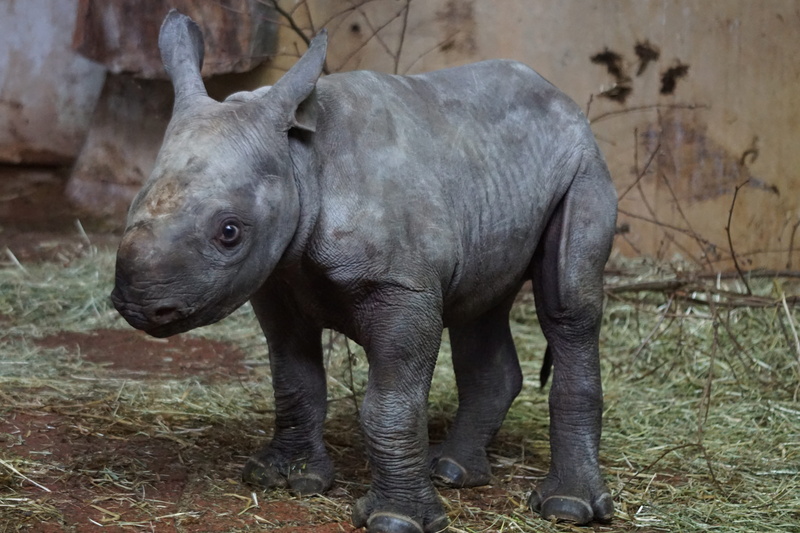 animal themes, vertebrate, zoo, black rhino, mammal, cute, animals in captivity, animal, herbivores, 5K, one animal, outdoors, herbivorous, standing, horned