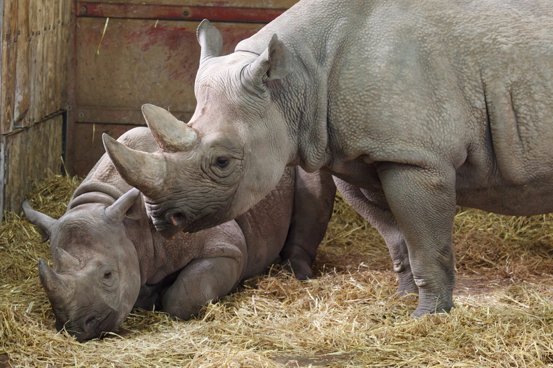 African, dangerous, mammal, large, group of animals, rhino, vertebrate, animals In The Wild, domestic, animal themes, endangered, strong, 4K, african