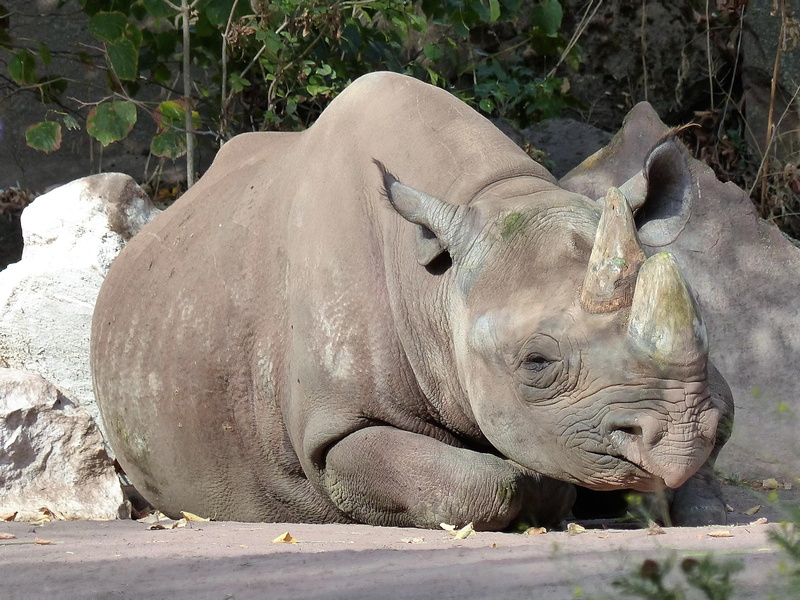 outdoors, vertebrate, animal, rhinoceros, sunlight, field, 2K, rhino, magdeburg, domestic animals, nature, animal themes, animals in the wild, animal wildlife
