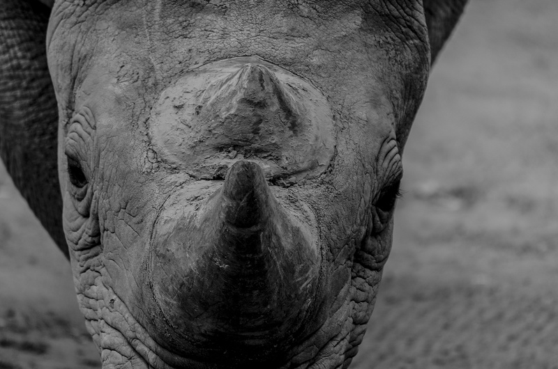4K, Rhino, one animal, Wildlife, Zoo, focus on foreground, nerivill1, outdoors, animal, black, animal body part, art, front view, africa, animal eye, rhinoceros