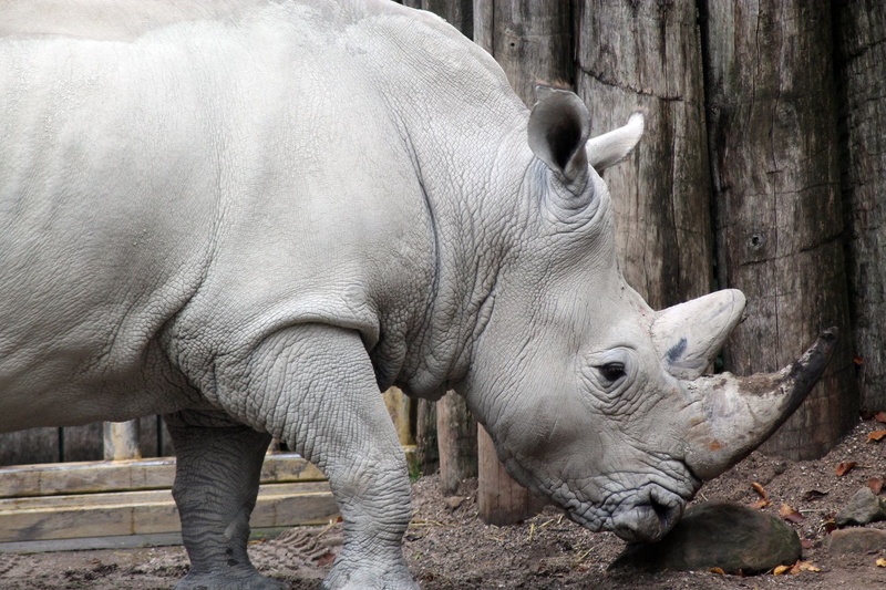 standing, south africa, no people, mammal, rhino, rhinoceros, herbivorous, zoo, wildlife, safari, livestock, one animal, nature, vertebrate, animals in captivity