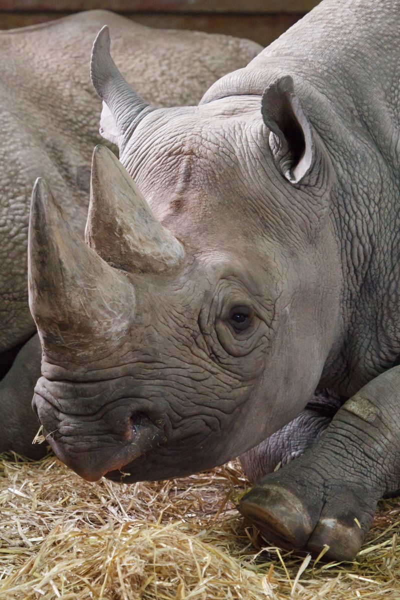 animal body part, vertebrate, rhinoceros, one animal, rhino, livestock, africa, wild, horn, animal head, african, safari, domestic, agriculture, strong
