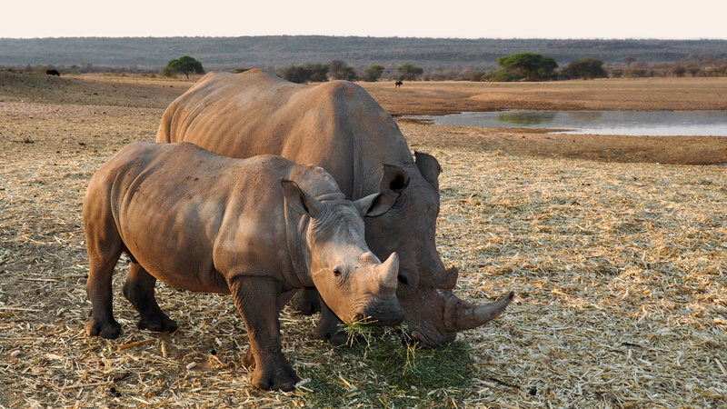 animal themes, africa, herbivorous, no people, rhinos, two animals, animals in the wild, day, black, black Rhinos, animal wildlife, dry, water, standing