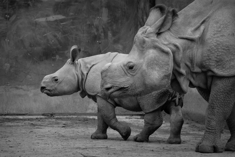 black And White, outdoors, rhinoceros, domestic animals, baby rhinoceros, animals in the wild, group of animals, herbivorous, zoo, no people, elephant