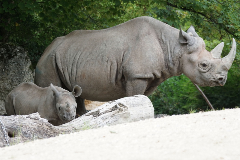 rhinoceros, young, domestic animals, zoo, pets, plant, horned, animals in the wild, two, daytime, gray, herbivorous, nature, vertebrate, standing, animal