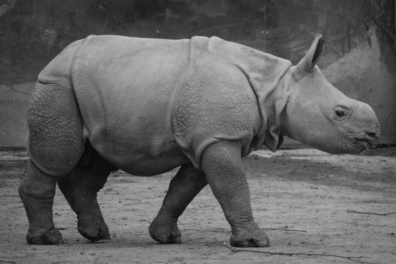 day, no people, rhino, baby rhinoceros, large, herbivorous, side view, vertebrate, domestic animals, calf, full length, black And White, rhinoceros, standing