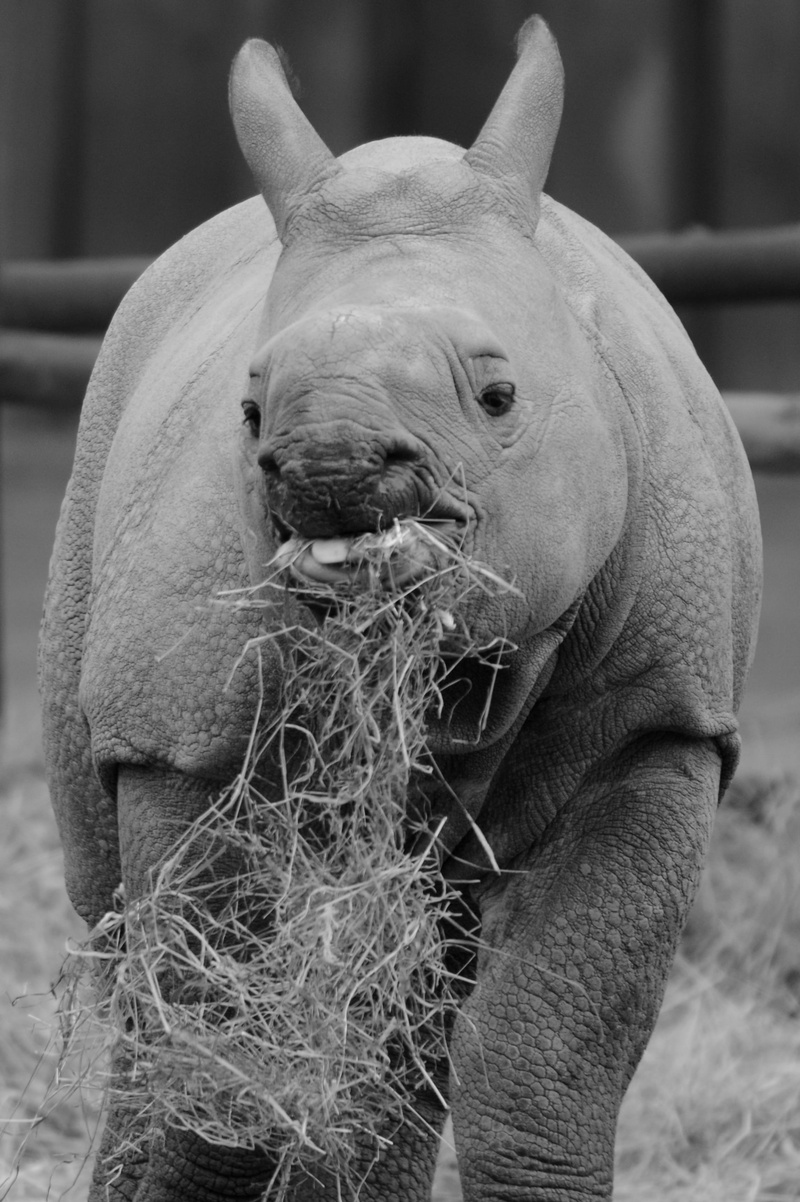 Baby, nature, focus on foreground, calf, animal wildlife, horse, no people, black And White, Mammal, day, Rhinoceros, close-up, pets, looking at camera