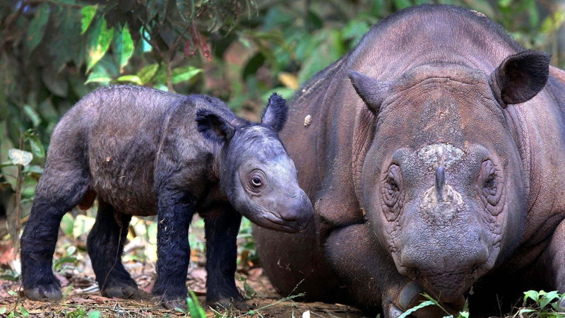 two, nature, group of animals, brown, animals, young Animal, animal wildlife, herbivorous, rhinoceros, hippopotamus, grass, close-up, large, animals In The Wild