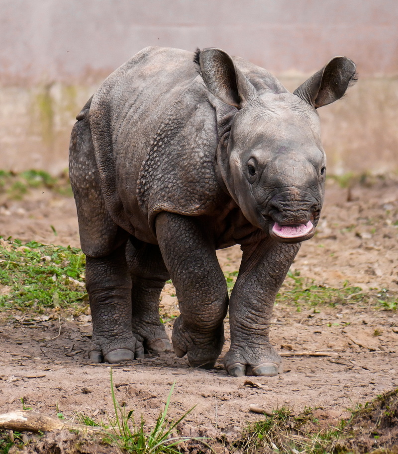 pachyderm, field, rhino, black, curiosity, pig, herbivorous, standing, one animal, animal wildlife, animal body part, outdoors, rhino baby, animal, 2K