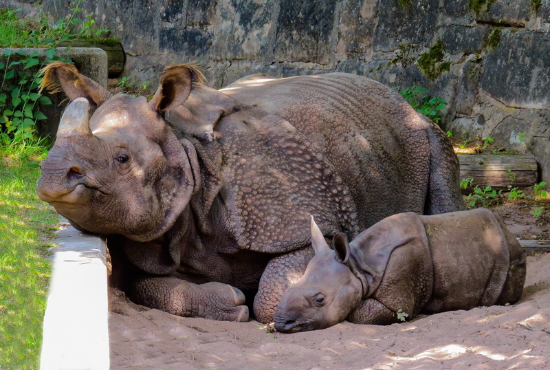 group of animals, animal wildlife, vertebrate, rhino baby, zoo, animals in the wild, domestic animals, animal family, pachyderm, two, rhinoceros, young