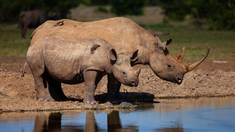 cub, two rhinoceros, birds, Rhino, pair, 4K, water, river, Africa, mom, the water, rhinos, pond, two, baby, nature, shore