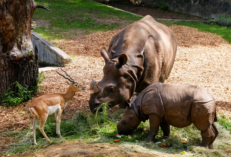 4K, animal themes, young rhino, animal wildlife, plant, field, tiergarten nürnberg, feeding, antelope, rhino baby, mammal, beside, horns, sunlight, tree