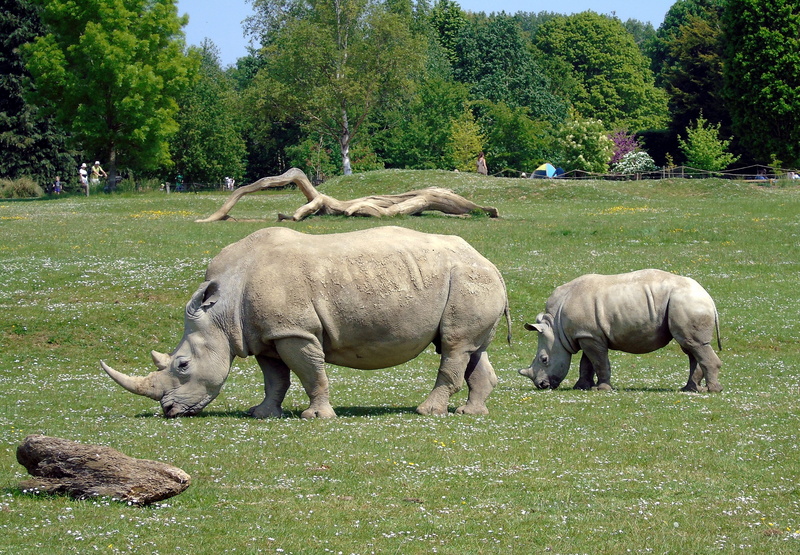 rhinoceros, grazing, mammal, huge, eating, domestic, tree, safari, agriculture, animal wildlife, vertebrate, strong, skin, land, no people, danger, horned