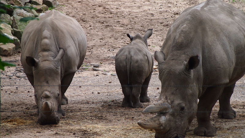 mammal, vertebrate, 4K, rhino young, rhinoceros, landscape, young animal, group of animals, herd, field, domestic animals, animals in the wild, steppe