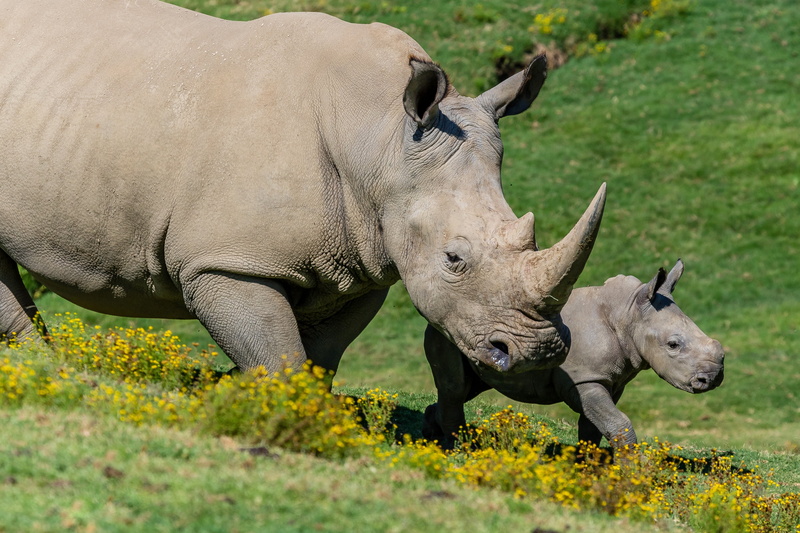 Animal, Wildlife, Baby Animal, Rhino, 4K