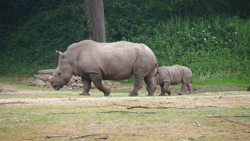 landscape, rhino young, mammal, land, no people, animals in the wild, nature, herbivorous, animal family, tree, national park, plant, steppe, animal, pachyderm
