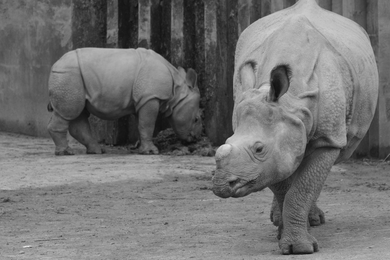 rhinoceros, 5K, rhino, animal, domestic animals, animal wildlife, day, herbivorous, no people, group of animals, vertebrate, nature, young animal, two animals