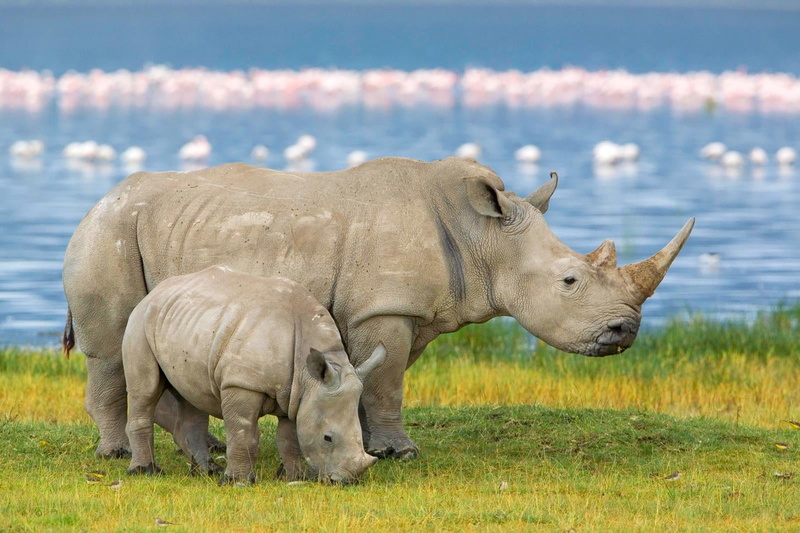 animals in the wild, two animals, group of animals, mammal, Animals, land, baby, animal themes, herbivorous, day, lake, field, plant, animal wildlife, 720P