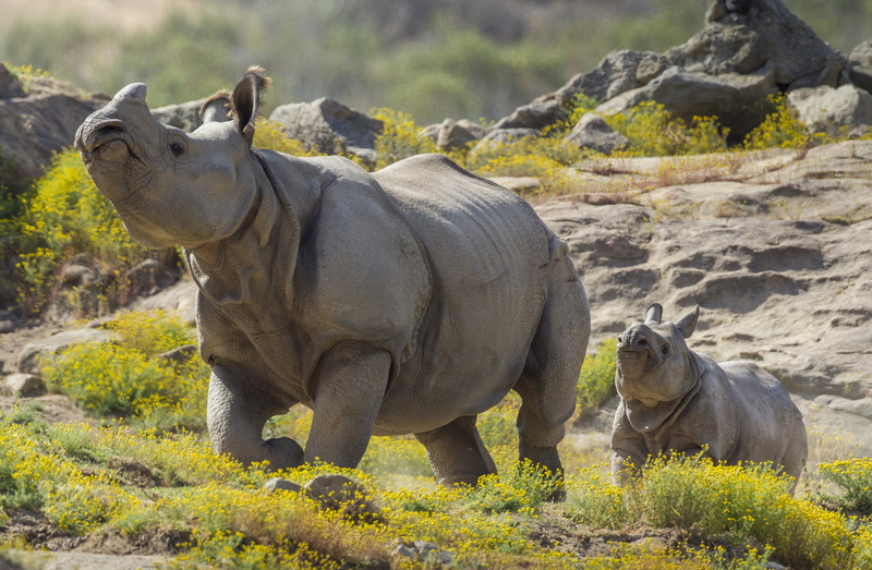 baby, calf, rhinoceros, rhino, 720P