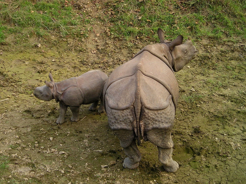grass, outdoors, rhino, two animals, vertebrate, domestic animals, animal wildlife, rhinoceros, 1080P, animals in the wild, nepal, national park, chitwan