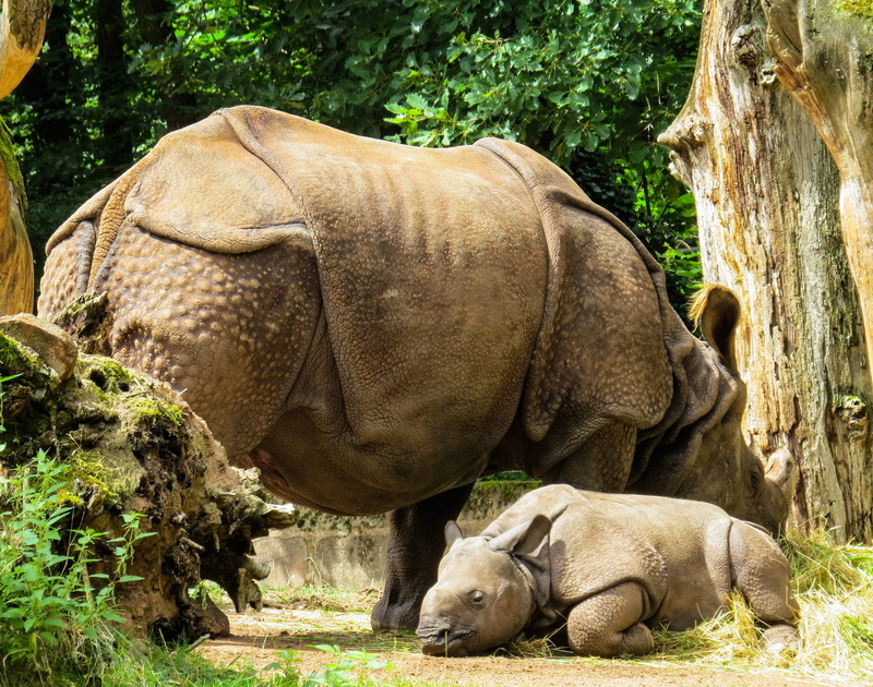 vertebrate, group of animals, field, rhino baby, rhino, good night, no people, outdoors, animal wildlife, rhinoceros, mammal, tiergarten nürnberg, animals in the wild