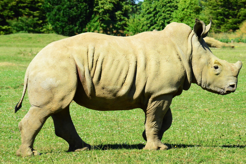 livestock, muddy rhino, herbivorous, plant, close-up, land, one animal, animals in the wild, animal wildlife, no people, africa, wild, nature, young, field