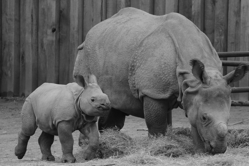 livestock, young animal, rhino, animal family, calf, no people, land, two animals, herbivorous, outdoors, animal, animals in the wild, mammal, vertebrate