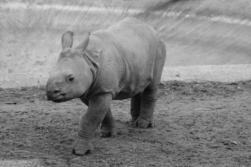 no people, animals in the wild, walking, herbivorous, day, vertebrate, Animal, calf, Baby, animal wildlife, land, Mammal, outdoors, 5K, Rhinoceros, animals in captivity