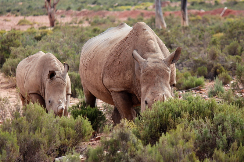 day, animal, mammal, herbivorous, group of animals, livestock, rhino, animals in the wild, baby rhinoceros, safari, nature, wild, wilderness, animal family