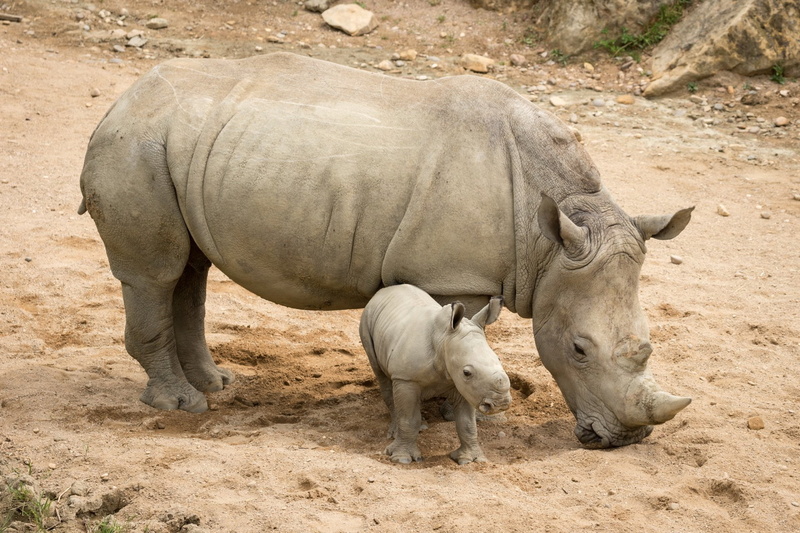 baby, Baby Animal, Rhino, gray, Animal, 1080P