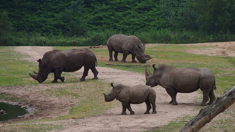 no people, land, animal, field, nature, animals in the wild, rhino, livestock, tree, outdoors, herbivorous, mammal, grass, animal family, african elephant