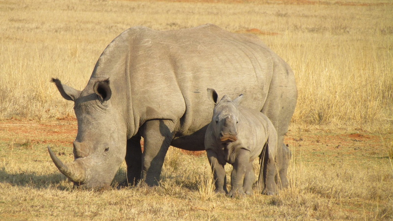 Africa, Animal, 1080P, Rhino, Baby