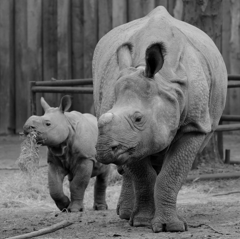 domestic, 4K, calf, outdoors, rhino, focus on foreground, animal themes, two animals, pets, animal family, animal wildlife, livestock, mammal, animal