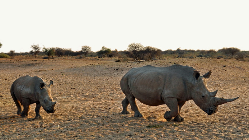 day, rhinoceros, animal wildlife, 2K, rhinos, big game, safari, animal themes, animals in the wild, africa, mammal, rhino, no people, full length, namibia