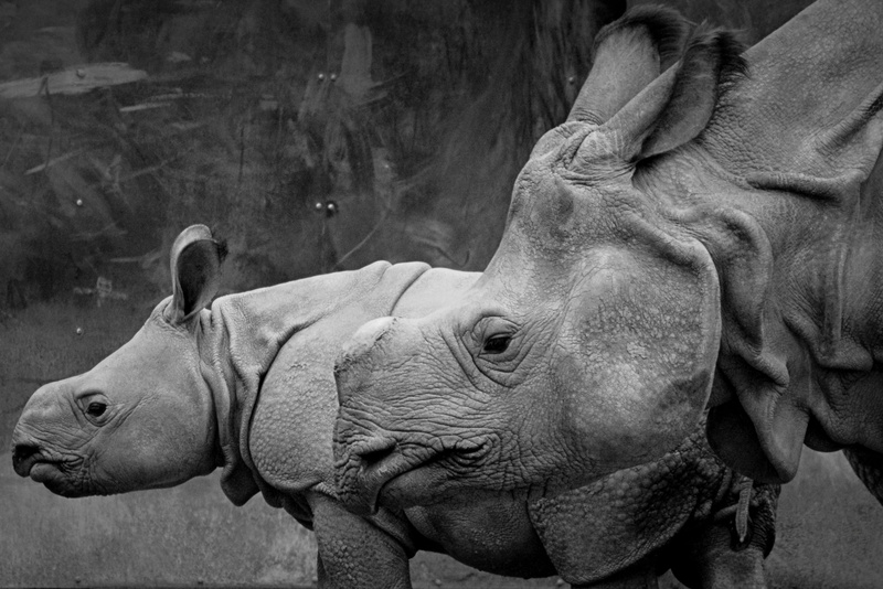 animal body part, rhinoceros, art and craft, marine, rhinos, animals in the wild, no people, animal wildlife, animal themes, day, 2K, rhino, outdoors