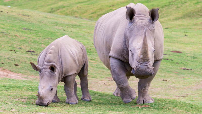 Rhino, Animal, 2K, Baby Animal, Wildlife